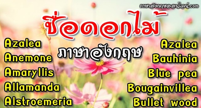 ดอกไม้ ภาษาอังกฤษ รวม 80 กว่าชื่อดอกไม้ภาษาอังกฤษทั้งไทยและเทศ - ภาษาอังกฤษ ออนไลน์